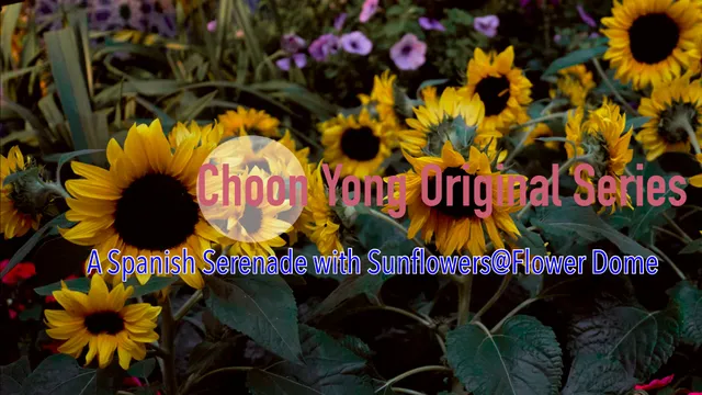 Choon Yong Original Series - A Spanish Serenade with SunFlowers.mp4