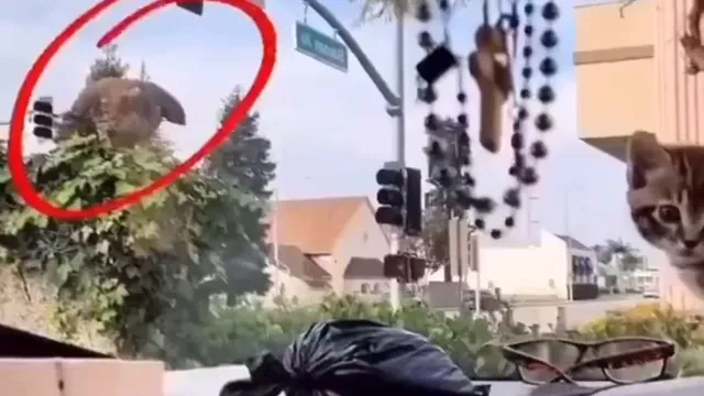 Hawk Tries to Attack Kitten 🐈 🦅