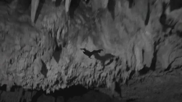 Bats in Flight