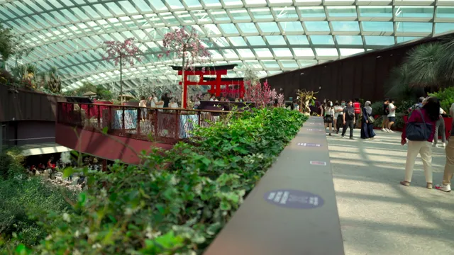Choon Yong Original Series- Sakura Featuring Tokidoki@Flower Dome.mp4