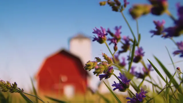 The Last Family Farm.mp4