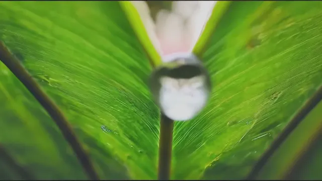 Cycles of life
