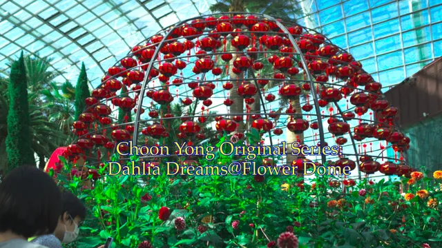 Choon Yong Original Series_ 4K HDR_Flower Dome@Garden By the Bays_ Dahlia  Dreams.MP4