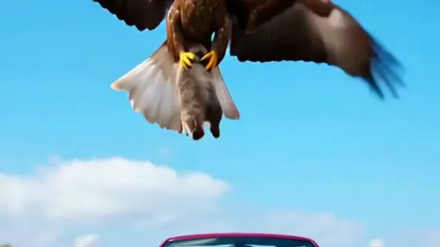 Cats Vs Birds ! Who Wins ?