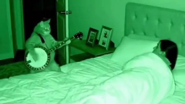 Banjo Cat