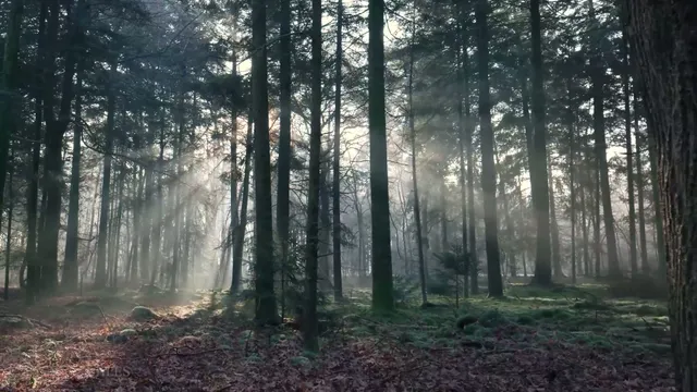 Holland 4K – Relaxing Scenery & Hidden Gems with Calming Music