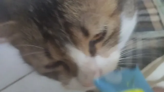 Cute cat eating