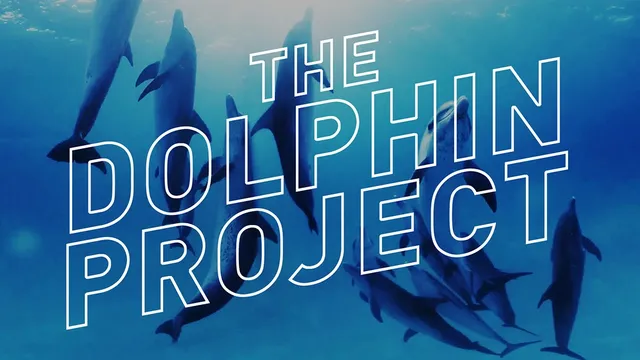 Swimming With Wild Dolphins in 360° Virtual Reality — The Dolphin Project