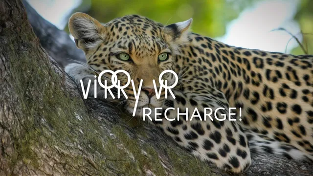 Virry Recharge - hang out with the leopard