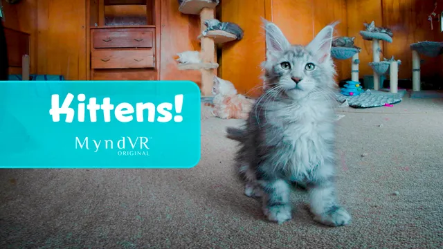 Kittens!