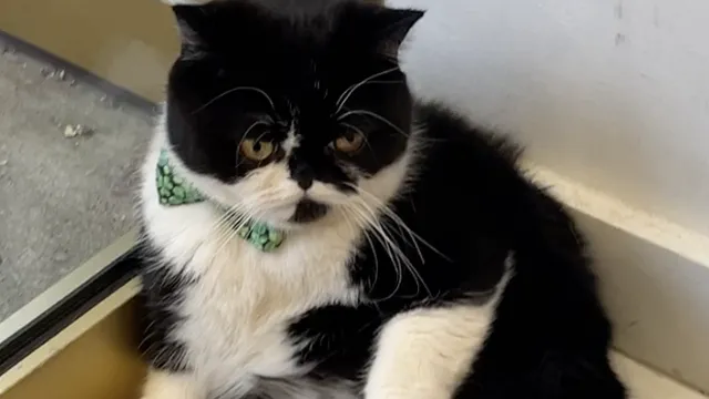 Cute Cat