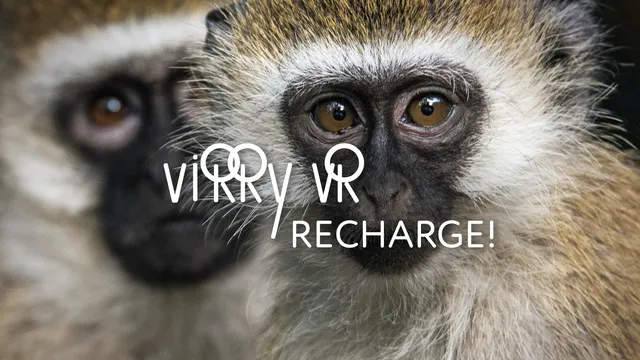 Virry Recharge - hang out with vervet monkeys