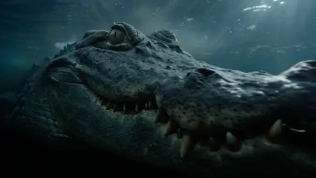 After Us - "Alligator" (Official Music Video)