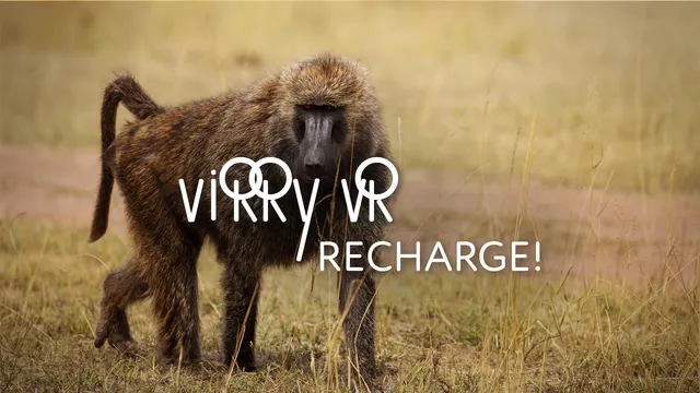 Virry Recharge - hang out with Baboons